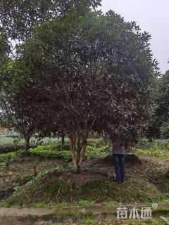 高度650厘米丛生桂花