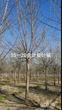 20公分金叶复叶槭