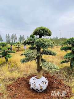 30公分造型红花继木桩