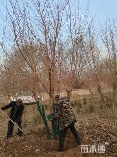 高度500厘米丛生五角枫