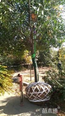 10公分红叶石楠