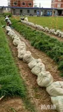 高度20厘米细叶麦冬草