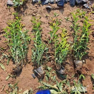 高度45厘米粉花绣线菊