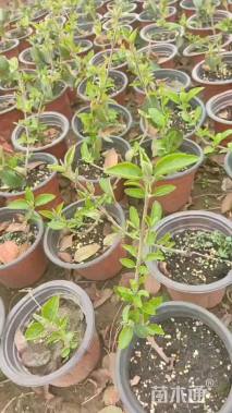 高度30厘米中华木绣球