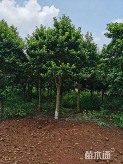 15公分红果冬青