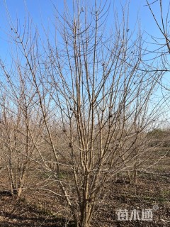 高度500厘米丛生五角枫