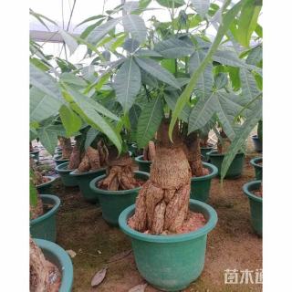 30公分马拉巴栗