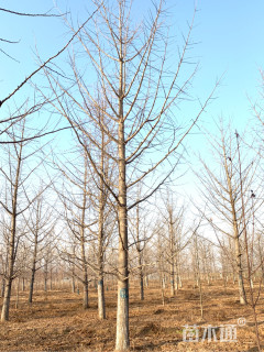 25公分鸭尾银杏