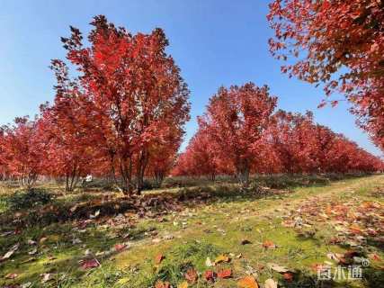 高度600厘米丛生美国红枫