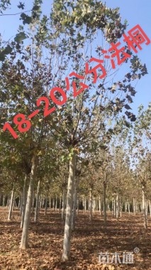 20公分法桐