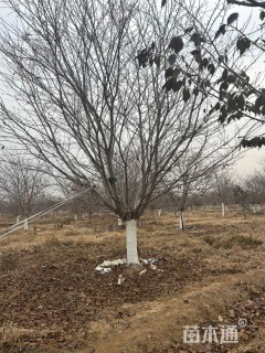 25公分染井吉野樱