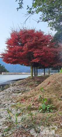 15公分日本红枫