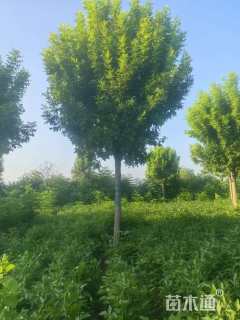 19公分金叶白蜡