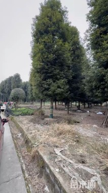 25公分金丝楠木