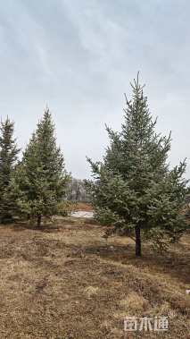 高度400厘米青海云杉