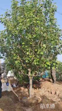 25公分八棱海棠