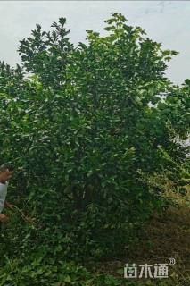 15公分丛生香泡