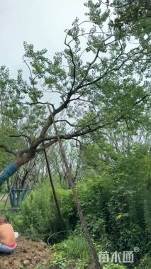 30公分造型乌桕