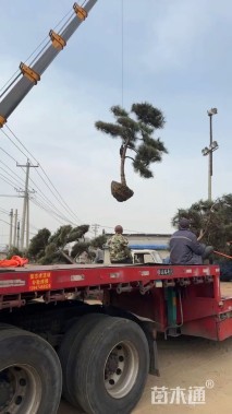 15公分造型油松