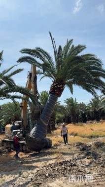 裸干高300厘米加拿利海枣