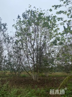 高度800厘米丛生五角枫