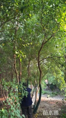 50公分(4杆)丛生乌桕