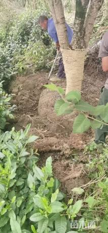 20公分垂丝海棠