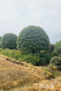 15公分高杆红叶石楠