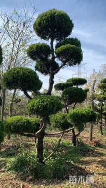 高度300厘米龙柏