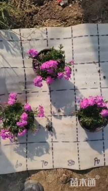 高度5厘米福禄考