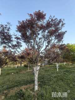 18公分日本红枫-红舞姬