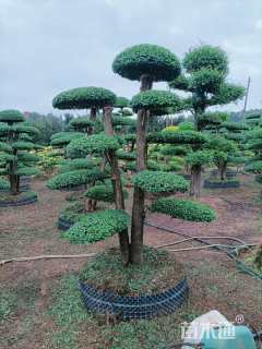 20公分造型小叶女贞