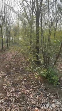 高度3210厘米丛生蜡梅