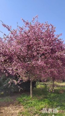 15公分垂丝海棠