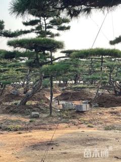 20公分造型油松