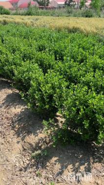 高度50厘米冬青小苗