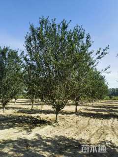 11公分西府海棠