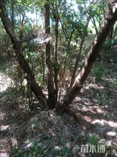 35公分(5杆)丛生乌桕