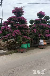 12公分造型三角梅