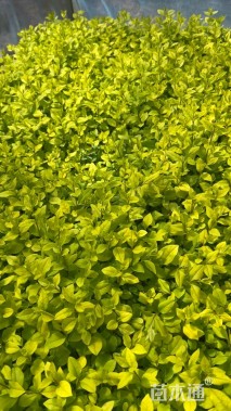 高度15厘米金叶女贞小苗