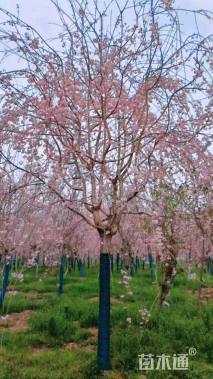 18公分垂枝樱花