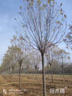 15公分速生白蜡