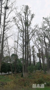 50公分(5杆)丛生银杏