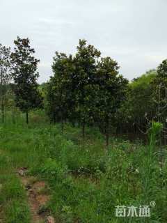 8公分耐寒广玉兰