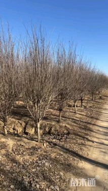 高度300厘米木槿