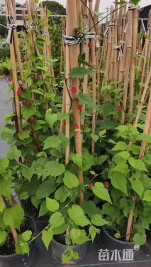 高度150厘米风铃草