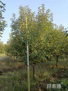 15公分绚丽海棠