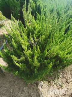 冠幅150厘米龙柏球