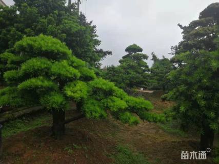 移栽苗造型罗汉松