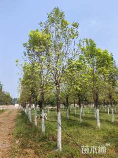 18公分金叶白蜡